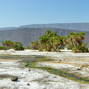 Tales of the Djibouti By Camille Massida